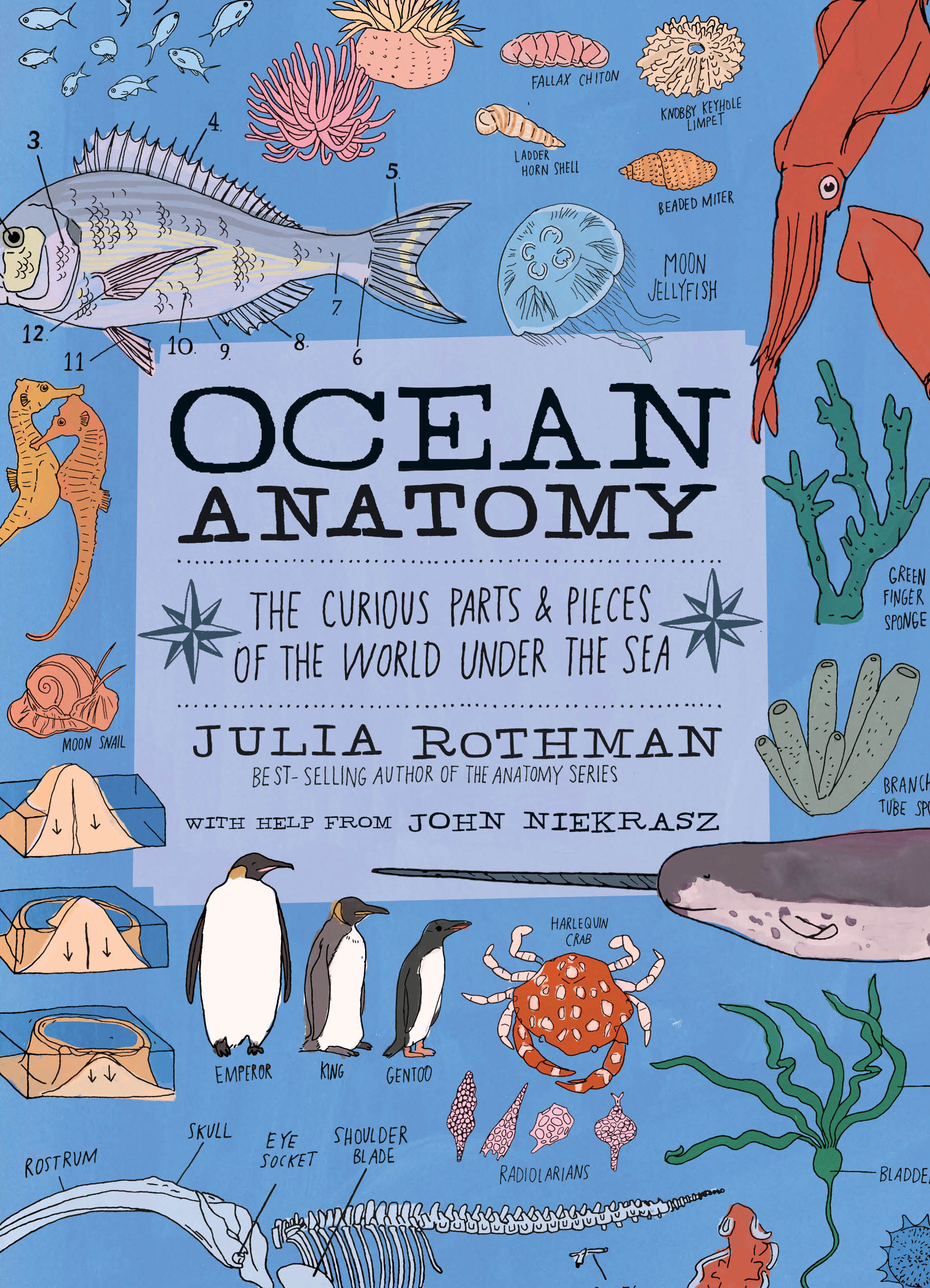 Ocean Anatomy by Julia Rothman Free PDF Download