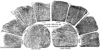 Finger prints cover