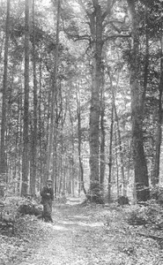 Michigan Trees: A Handbook of the Native and Most Important Introduced Species — Charles Herbert Otis cover