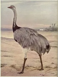 Birds Illustrated by Color Photography, Vol. 3, No. 5 — Various cover