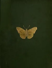 The Butterflies and Moths of Teneriffe — A. E. Holt White cover